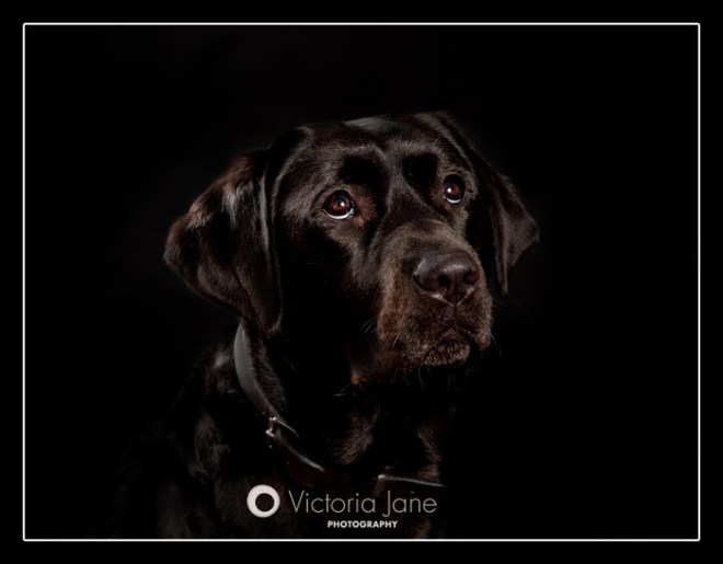 lilly web blog image